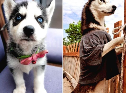 Sibirya Kurdu Yavrular (Bursa Köpek Okulu) görsel