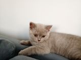 3 Aylık British Shorthair