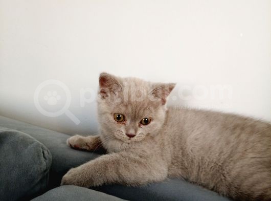 3 Aylık British Shorthair görsel