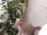 3 Aylık British Shorthair