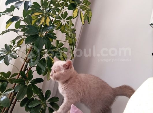 3 Aylık British Shorthair görsel
