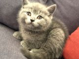 British Shorthair Ve Scottish Longhair Erkek Yavru