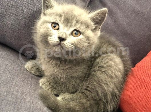 British Shorthair Ve Scottish Longhair Erkek Yavru