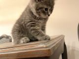 Scottish Fold Ve Scottish Straight Blue Point Yavrular