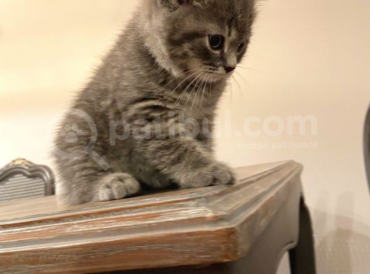 Scottish Fold Ve Scottish Straight Blue Point Yavrular görsel