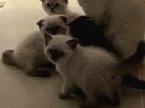 Scottish Fold Ve Scottish Straight Blue Point Yavrular