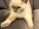 Scottish Fold Ve Scottish Straight Blue Point Yavrular