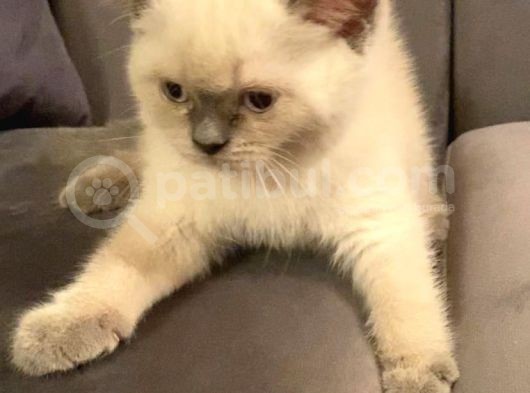 Scottish Fold Ve Scottish Straight Blue Point Yavrular görsel