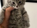 Scottish Fold Ve Scottish Straight Blue Point Yavrular