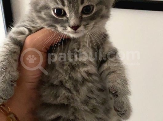 Scottish Fold Ve Scottish Straight Blue Point Yavrular görsel