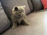 British Shorthair Ve Scottish Longhair Erkek Yavru