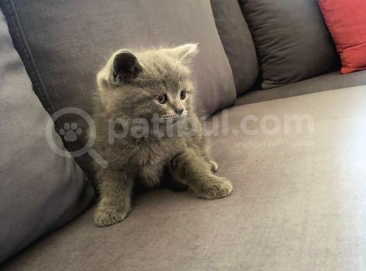 British Shorthair Ve Scottish Longhair Erkek Yavru görsel