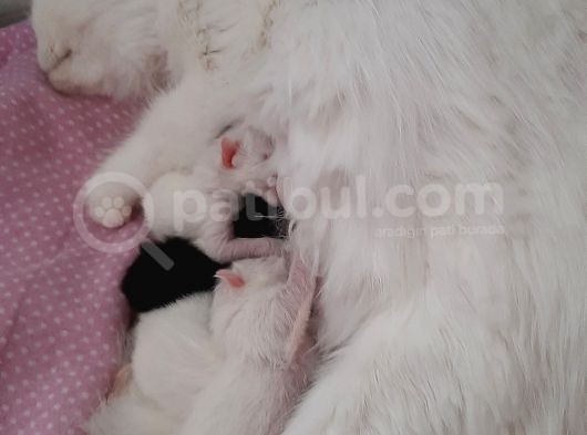 British Shorthair Erkek görsel