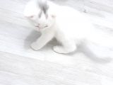 British Shorthair Erkek