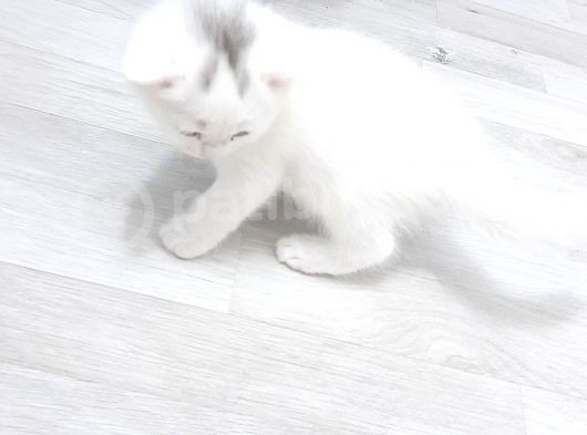 British Shorthair Erkek görsel