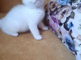 British Shorthair Erkek