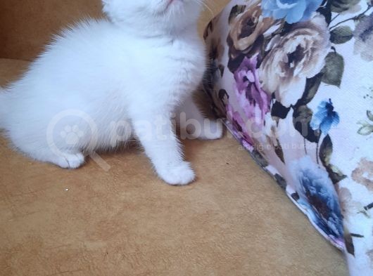 British Shorthair Erkek görsel