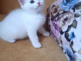 British Shorthair Erkek