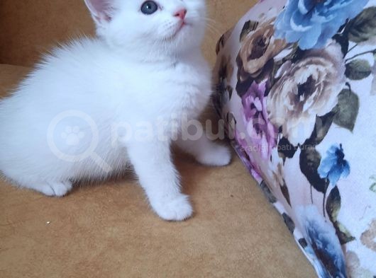 British Shorthair Erkek görsel