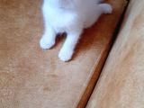 British Shorthair Erkek
