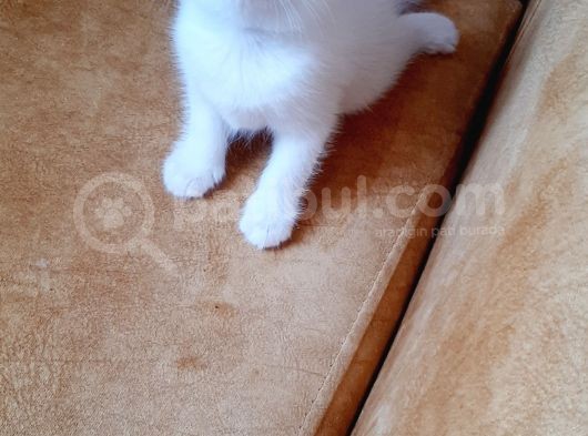 British Shorthair Erkek