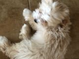 Maltipoo 2.5 Aylık Yavru