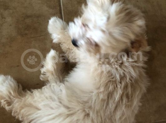 Maltipoo 2.5 Aylık Yavru görsel