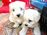 Maltese Terrier Yavrular