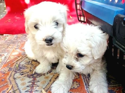 Maltese Terrier Yavrular görsel