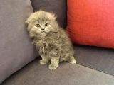 British Shorthair Ve Scottish Longhair Erkek Yavru
