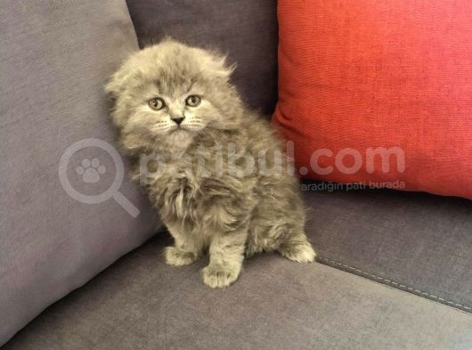 British Shorthair Ve Scottish Longhair Erkek Yavru görsel