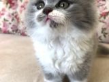 Scottish Fold Bicolor Longhair Dişi 2 Aylık Aşıları Var Karnesi Var