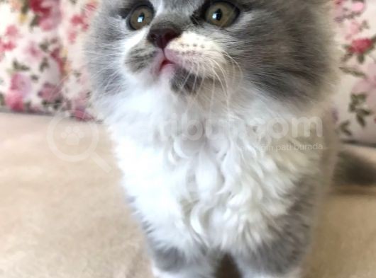 Scottish Fold Bicolor Longhair Dişi 2 Aylık Aşıları Var Karnesi Var görsel