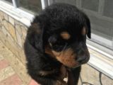 Uygun Rottweiler Yavruları