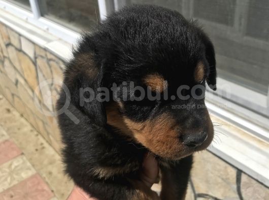 Uygun Rottweiler Yavruları görsel