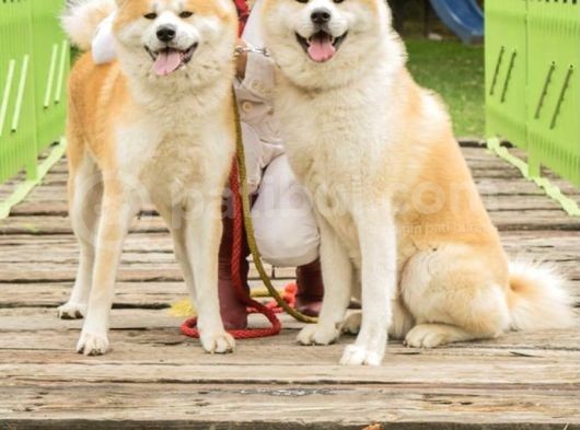 Saf Irk Akita Yavrular görsel