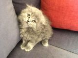 British Shorthair Ve Scottish Longhair Erkek Yavru