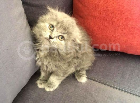 British Shorthair Ve Scottish Longhair Erkek Yavru görsel