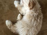 Maltipoo 2.5 Aylık Yavru