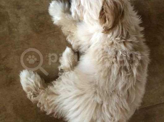 Maltipoo 2.5 Aylık Yavru görsel