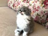 Scottish Fold Bicolor Longhair Dişi 2 Aylık Aşıları Var Karnesi Var