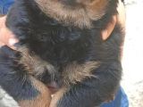 Rottweiler Yavrular