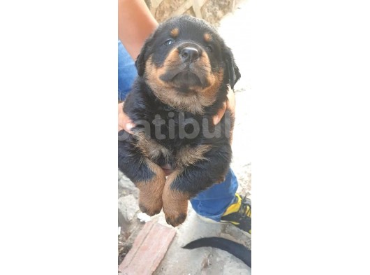 Rottweiler Yavrular görsel