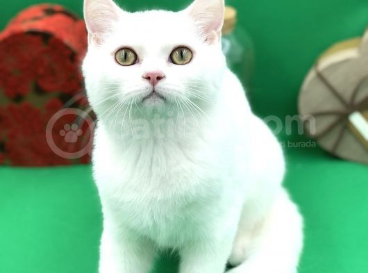 Scottish Straight White Erkek görsel