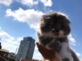 Scottish Fold Bicolor Longhair Dişi 2 Aylık Aşıları Var Karnesi Var