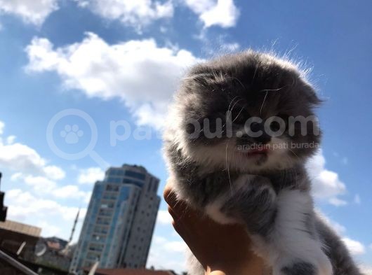 Scottish Fold Bicolor Longhair Dişi 2 Aylık Aşıları Var Karnesi Var görsel