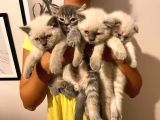 Scottish Fold Ve Scottish Straight Blue Point Yavrular