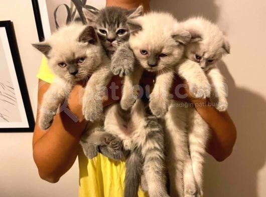Scottish Fold Ve Scottish Straight Blue Point Yavrular