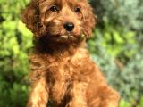 Red Brown Maltipoo