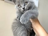 British Shorthair Orjinal
